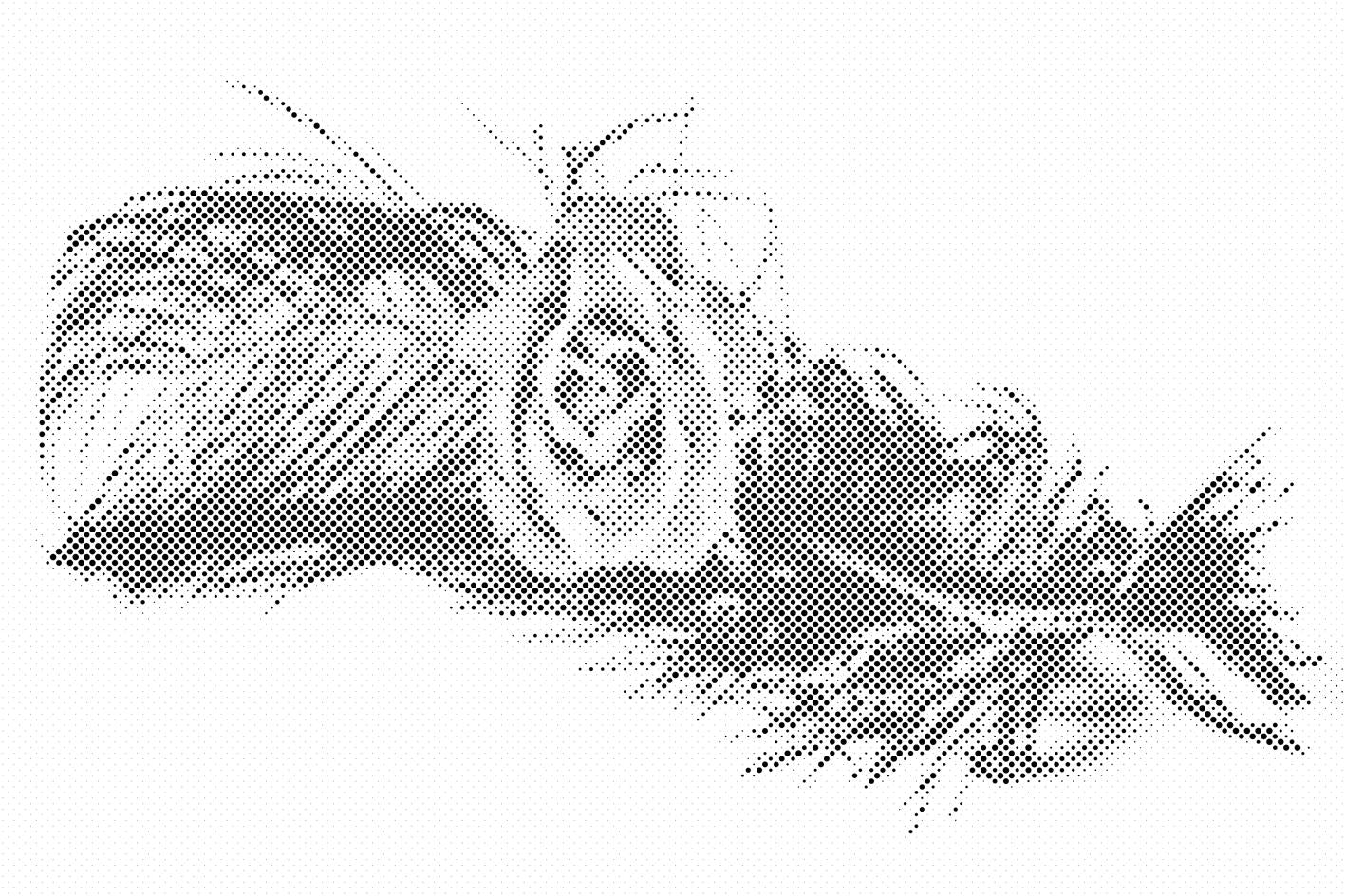 Rose sur une plume - Dottingo