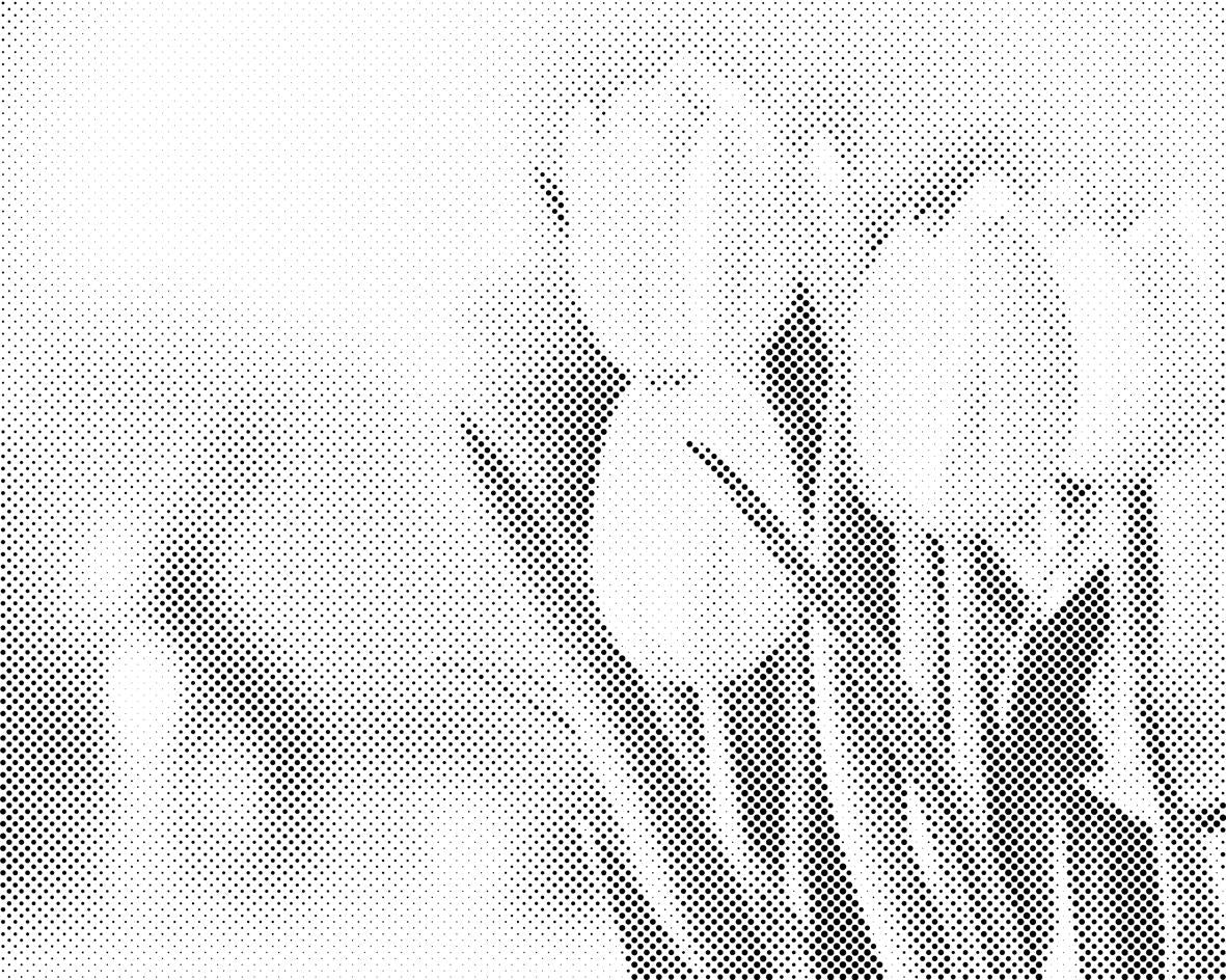 Tulipes blanches - Dottingo