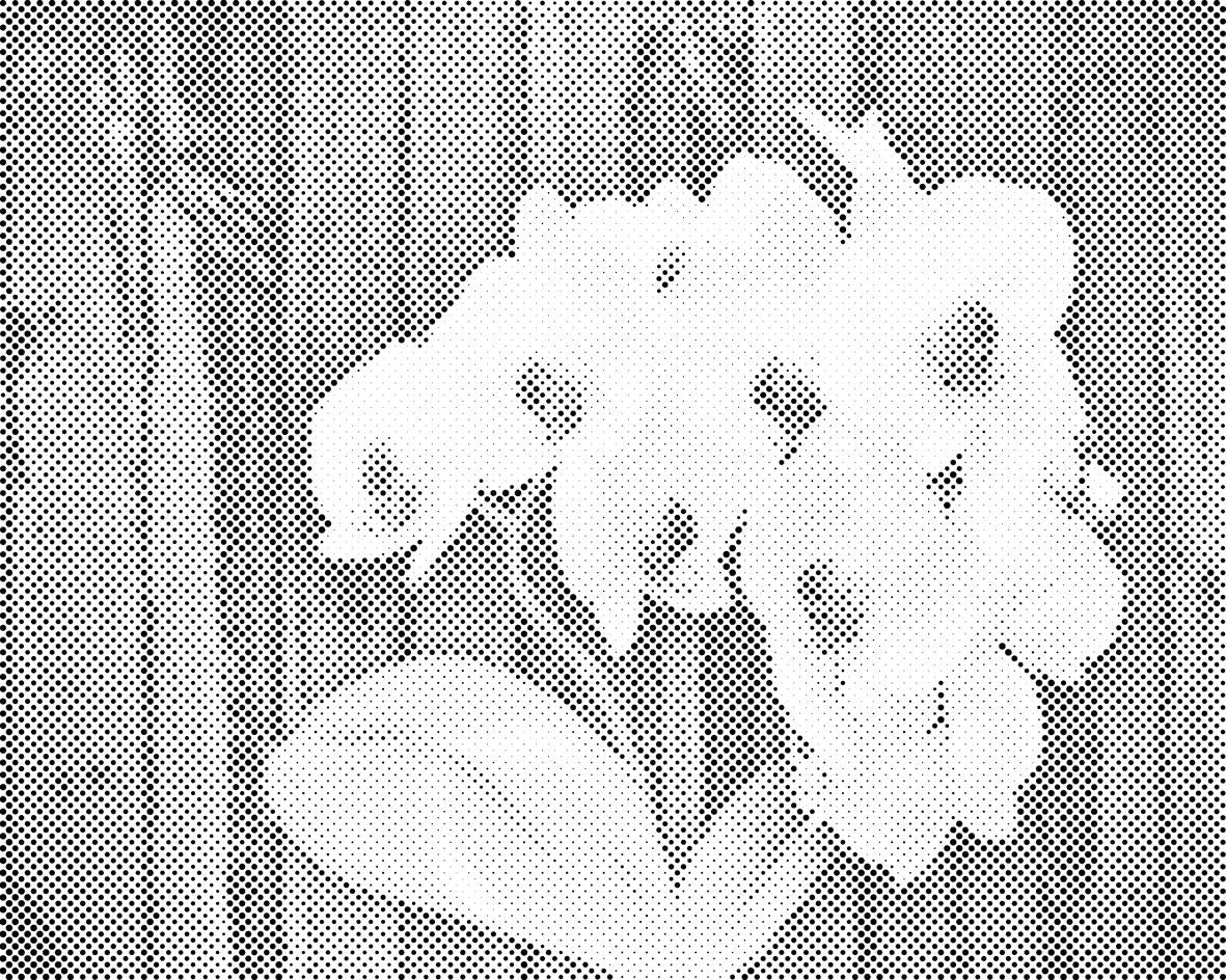 Orchidée blanche - Dottingo
