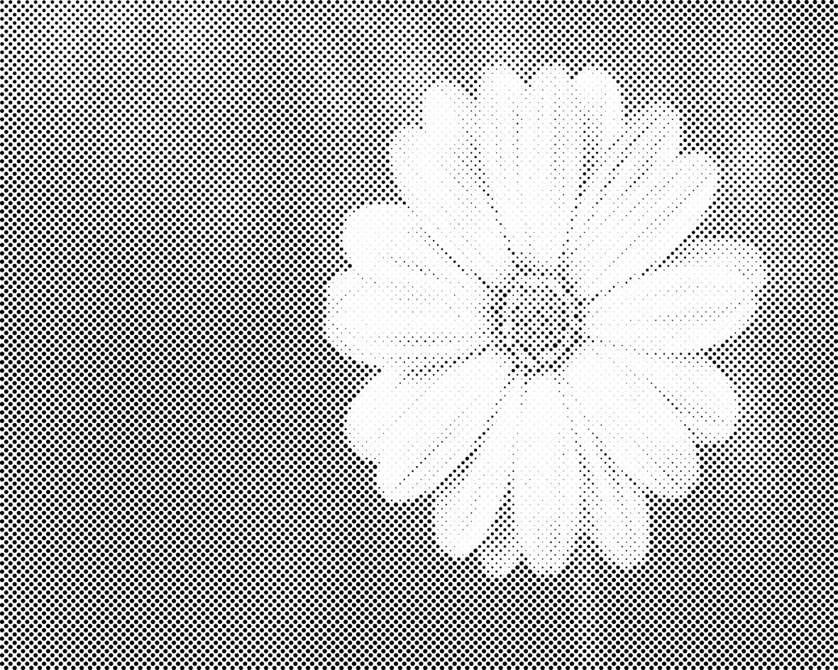 Gerbera - Dottingo