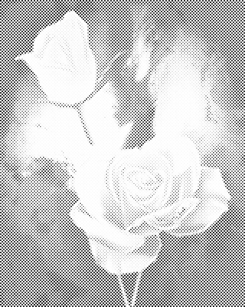 Roses blanches - Dottingo