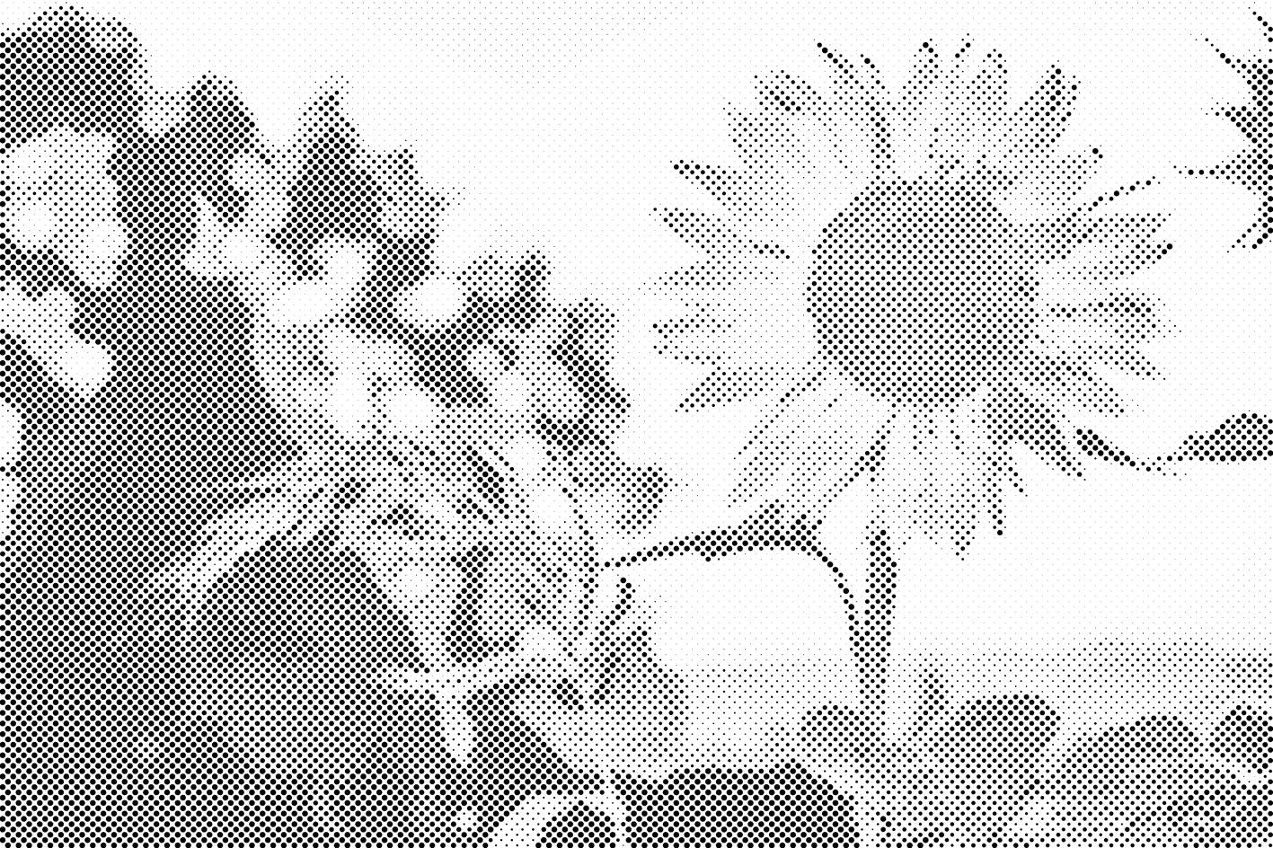 Tournesols dans le pré - Dottingo