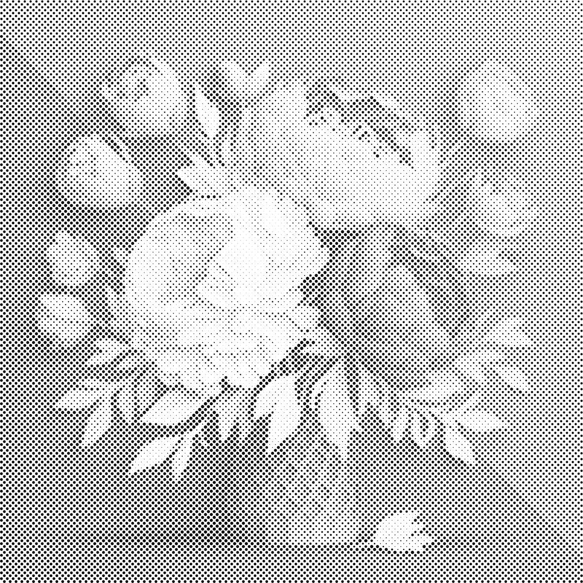Bouquet de pivoines - Dottingo