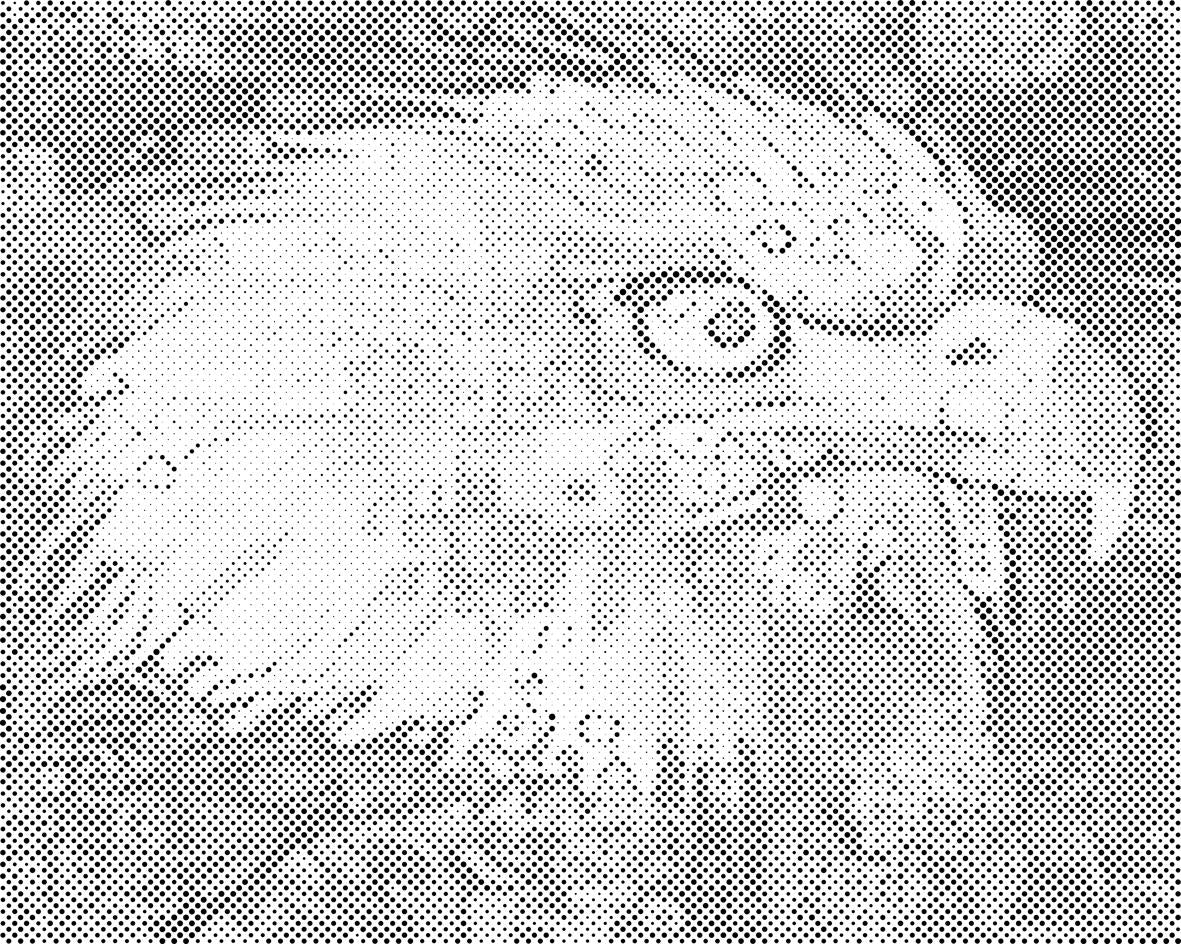 Tête d’aigle - Dottingo