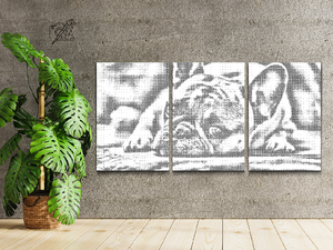 Bulldog adorable (lot de 3) - Dottingo