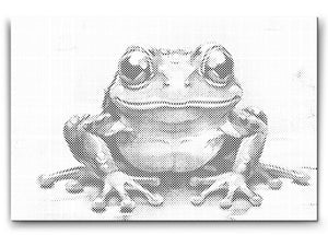 Grenouille joyeuse - Dottingo