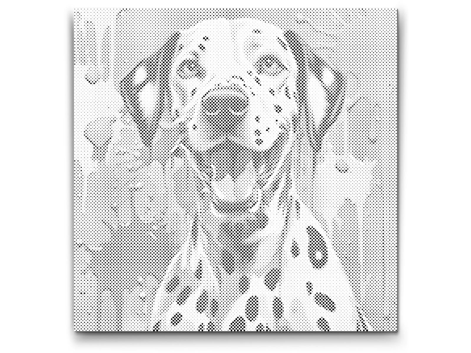 Dalmatien coloré - Dottingo