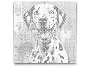 Dalmatien coloré - Dottingo