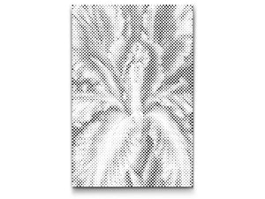 Fleur d'iris - Dottingo