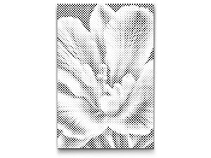 Fleur de freesia - Dottingo