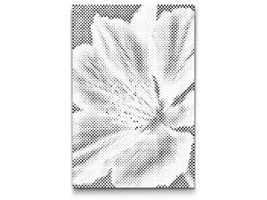 Fleur de muscade - Dottingo