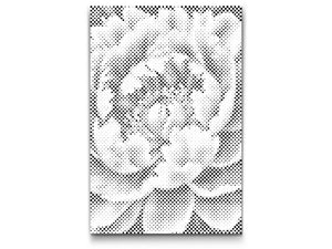 Fleur de pivoine - Dottingo