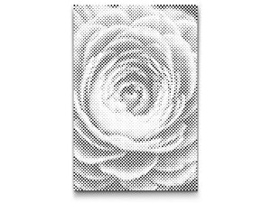 Fleur de renoncule - Dottingo