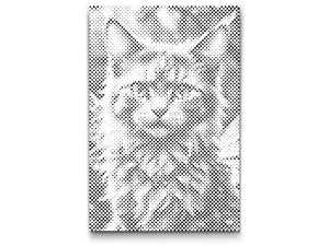 Chat ailé magique - Dottingo