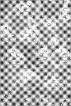 Framboises juteuses - Dottingo