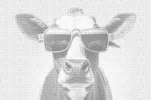 Vache cool - Dottingo
