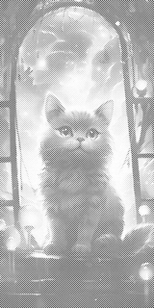 Chat à la fenêtre - Dottingo