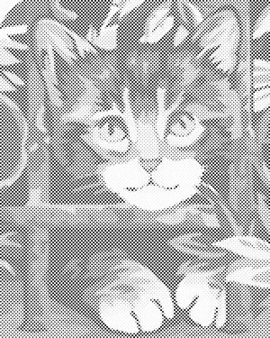 Chaton - Dottingo