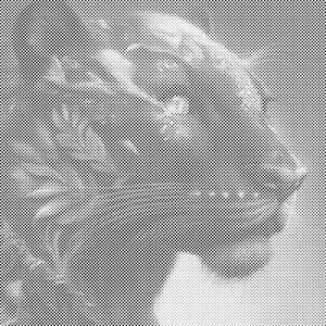 Puma noir - Dottingo