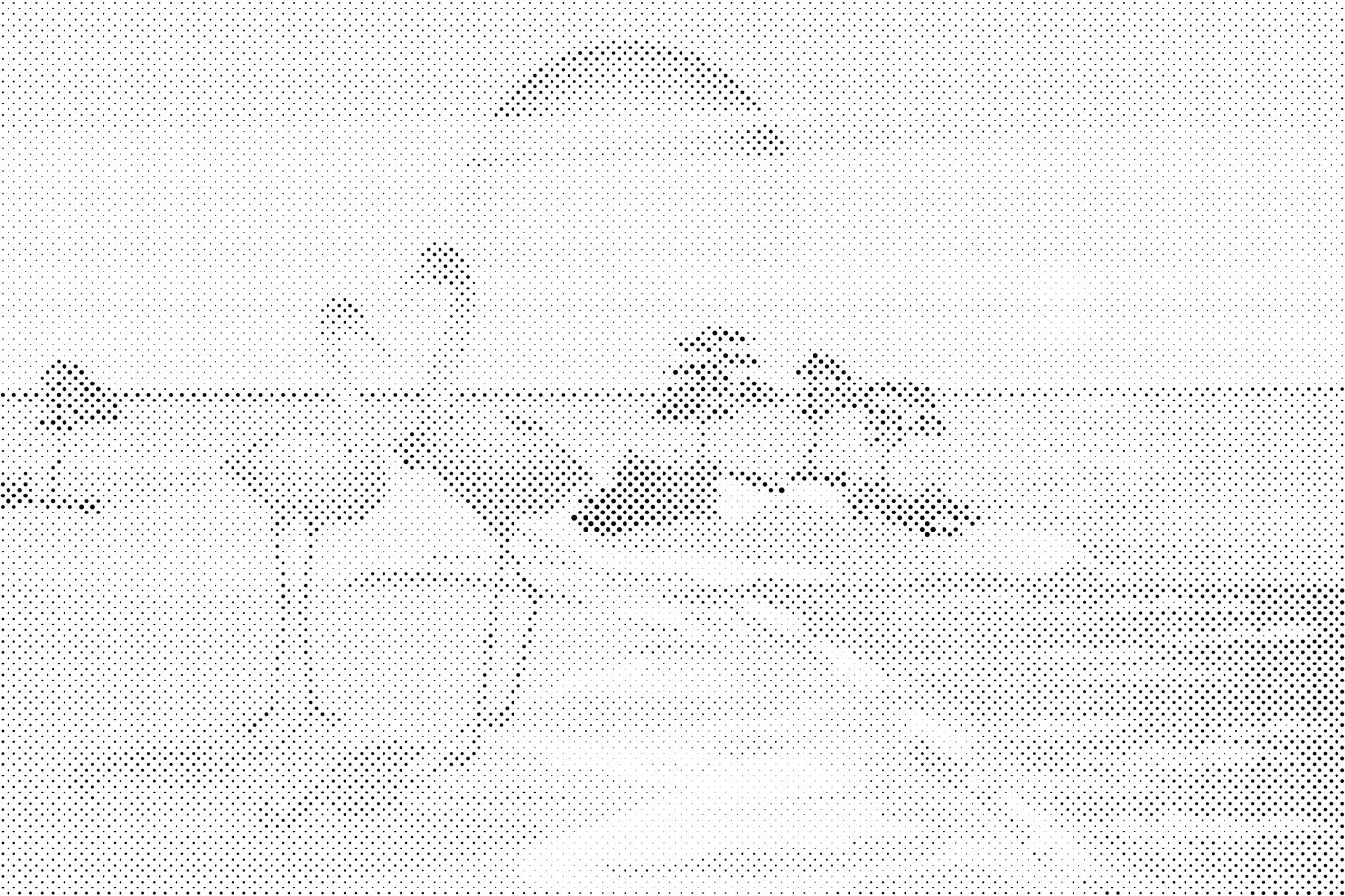 Pélicans sur la plage - Dottingo