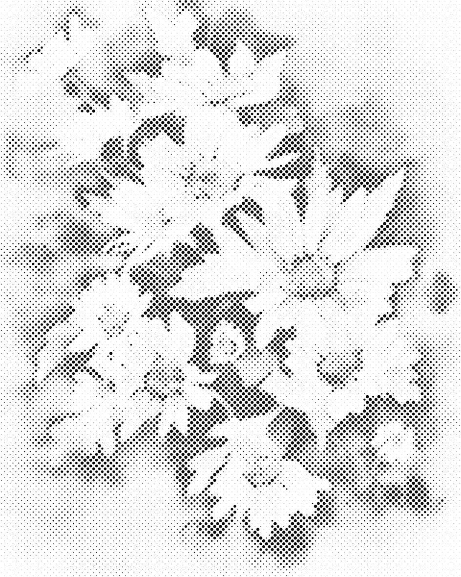 Fleur d'automne, aster blanc - Dottingo