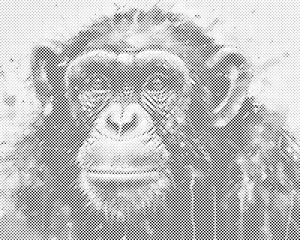 Singe - Dottingo