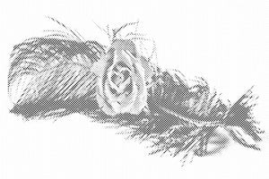 Rose sur une plume - Dottingo