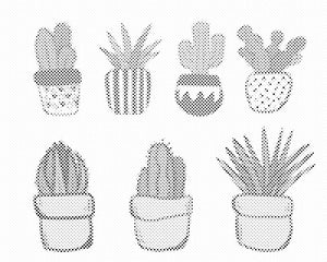Cactus - Dottingo