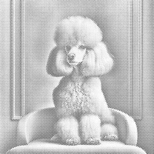 Caniche rose - Dottingo