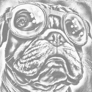 Chien avec des lunettes élégantes 2 - Dottingo