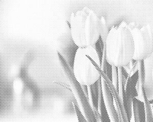 Tulipes blanches - Dottingo