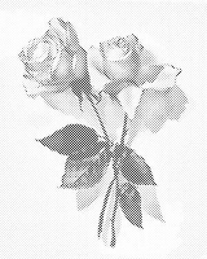 Rose vintage 2 - Dottingo