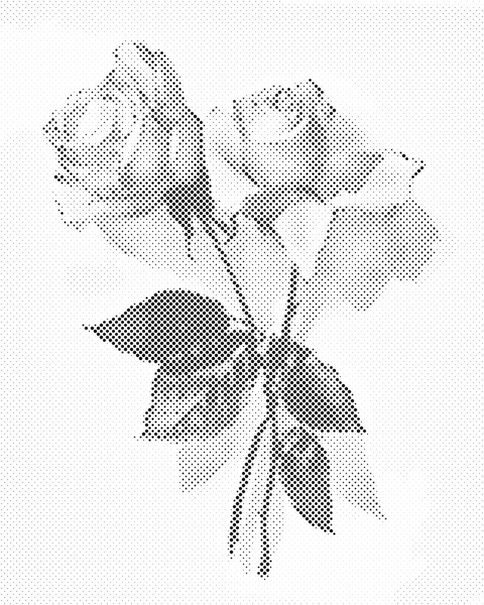 Rose vintage 2 - Dottingo
