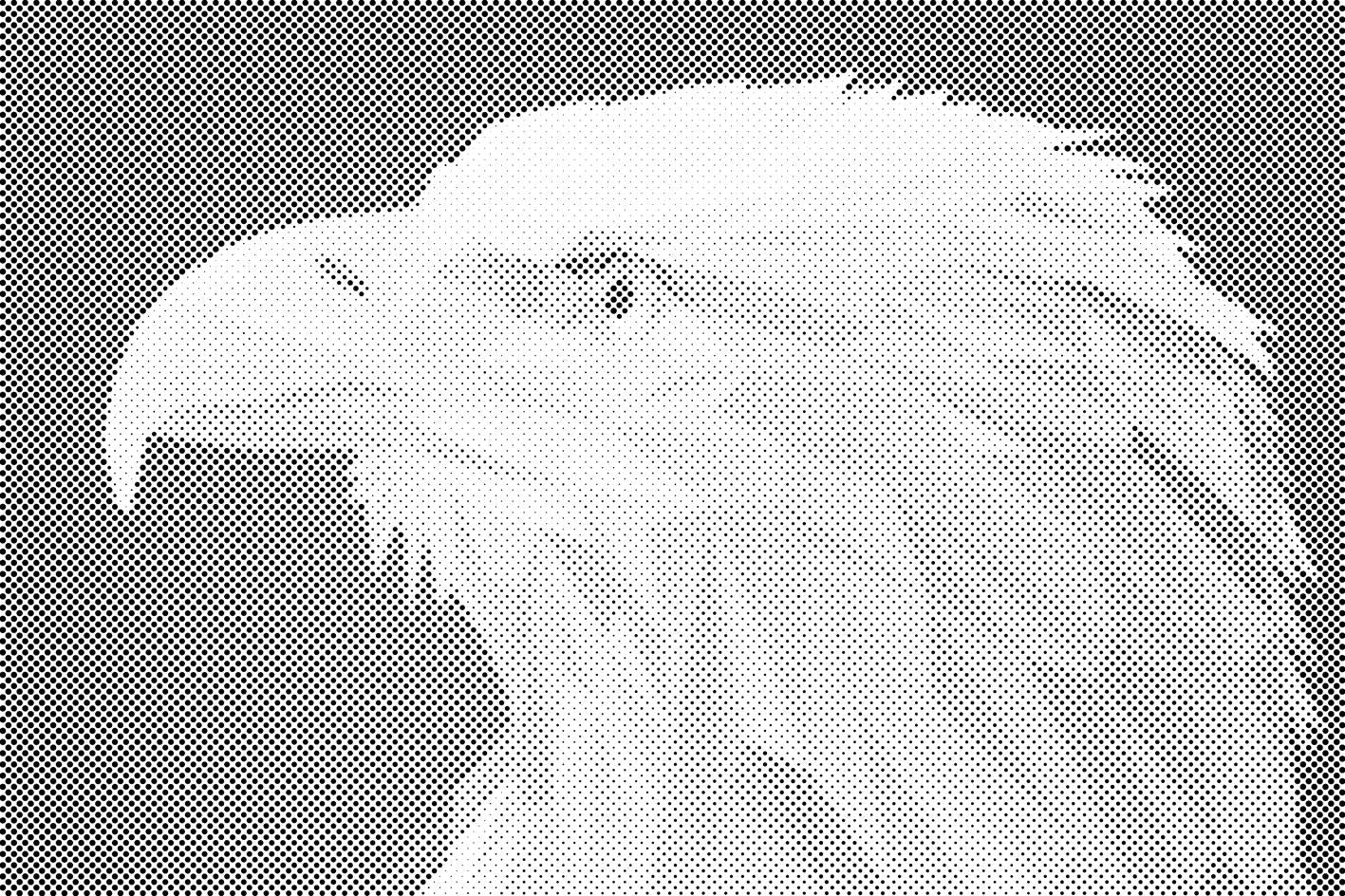 Aigle avec un bec jaune - Dottingo