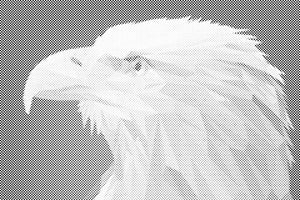 Aigle avec un bec jaune - Dottingo