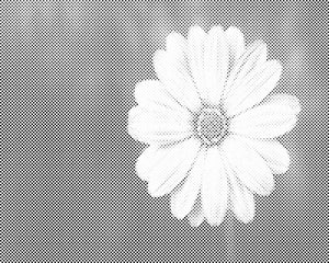 Gerbera - Dottingo