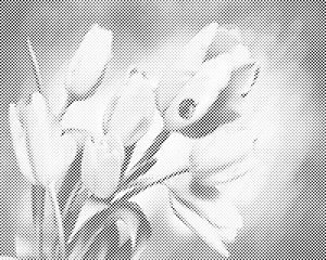 Tulipes et coccinelle - Dottingo