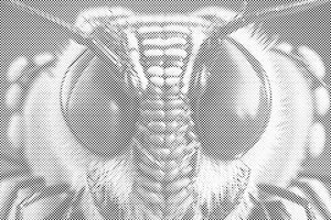 Guêpe - Dottingo