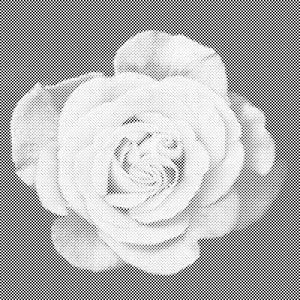 Tête de rose - Dottingo