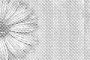 Gerbera violet - Dottingo