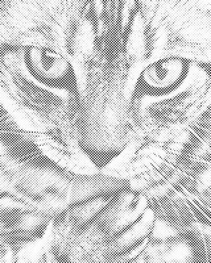 Gentil chat - Dottingo