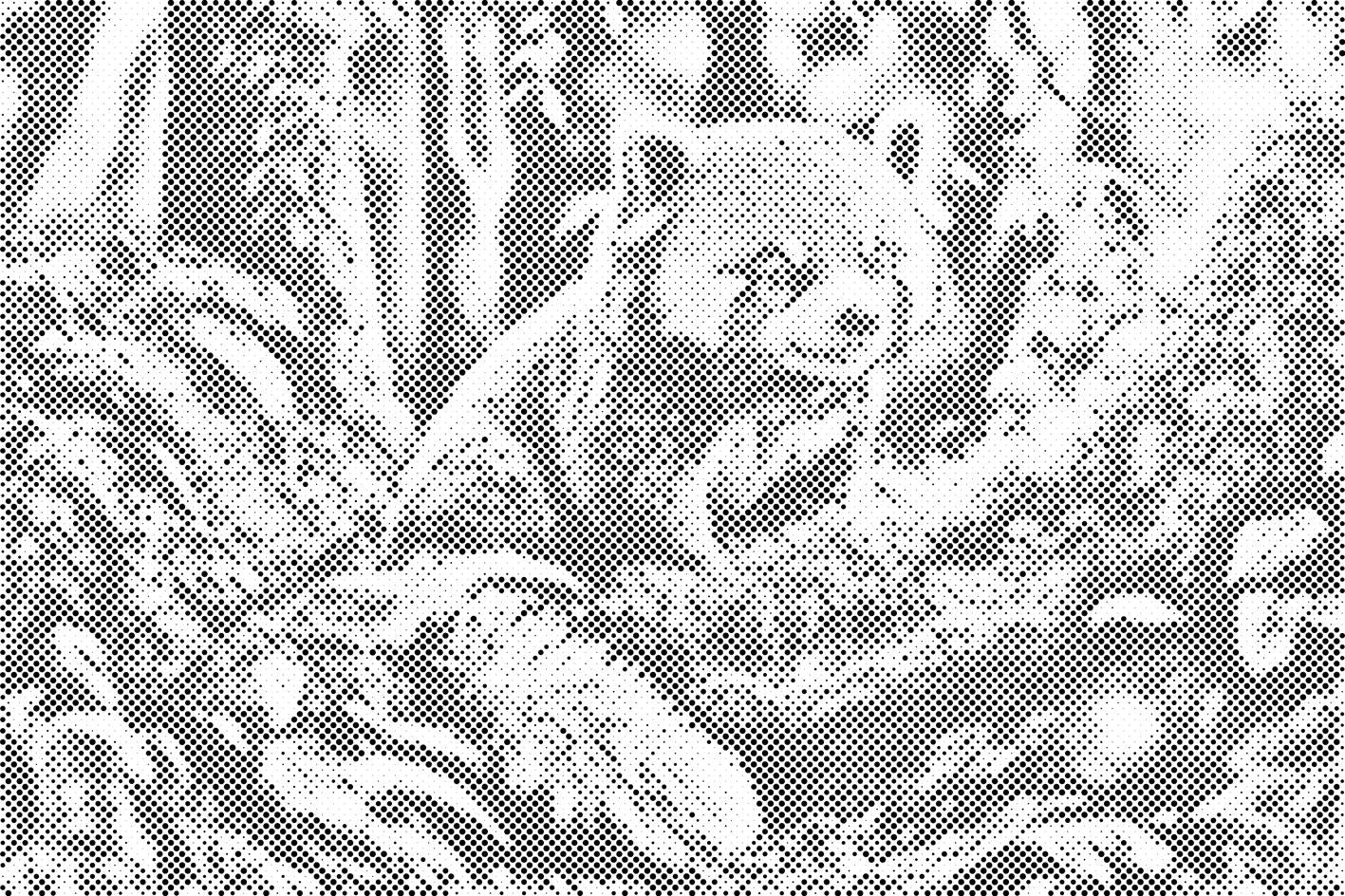 Panda roux - Dottingo