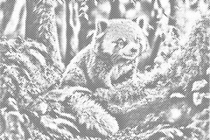 Panda roux - Dottingo
