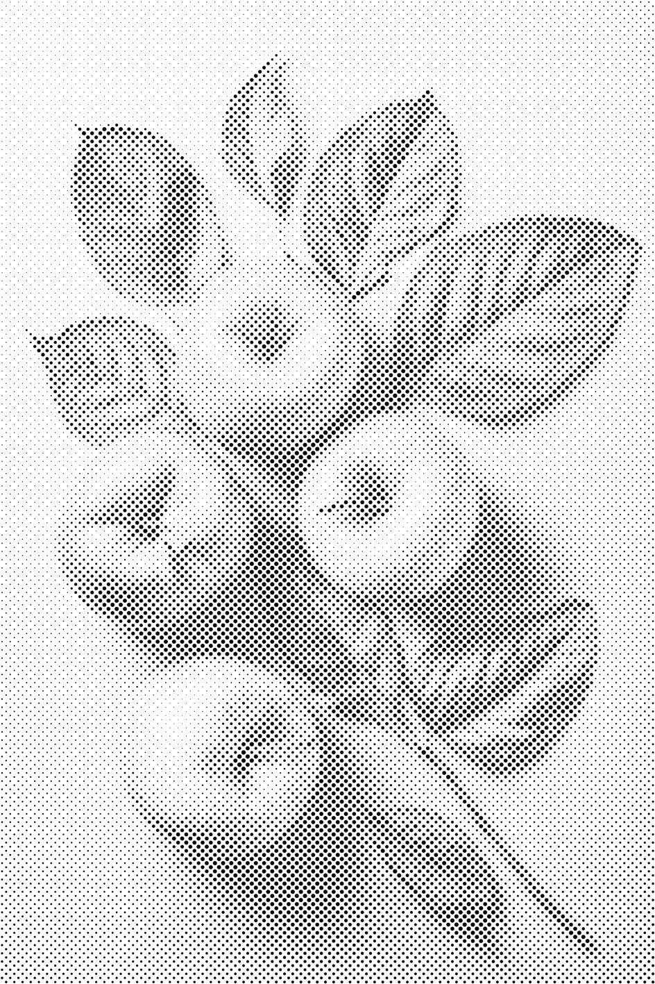 Fond de pommes - Dottingo