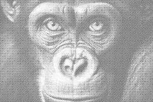 Chimpanzé de près - Dottingo