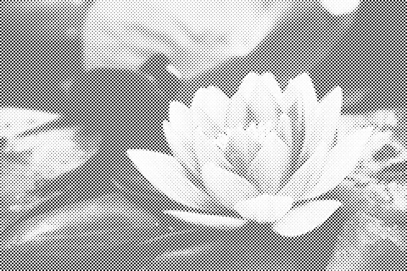 Nénuphar - Dottingo