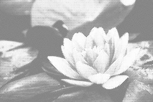 Nénuphar - Dottingo