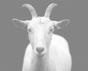Chèvre blanche - Dottingo