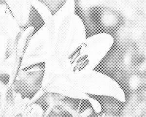 Lys blanc - Dottingo