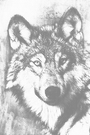 Loup - Dottingo